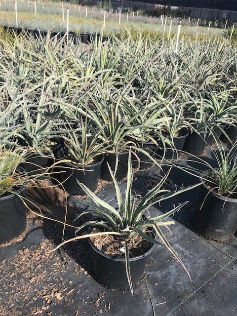 Photo for Yucca baccata (Banana Yucca)