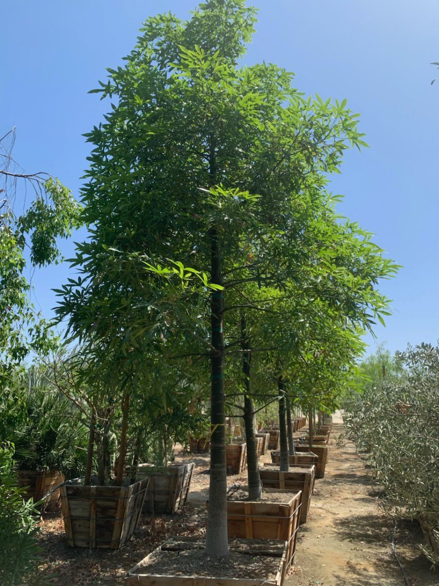 Photo for Brachychiton rupestris (Queensland Bottle Tree)