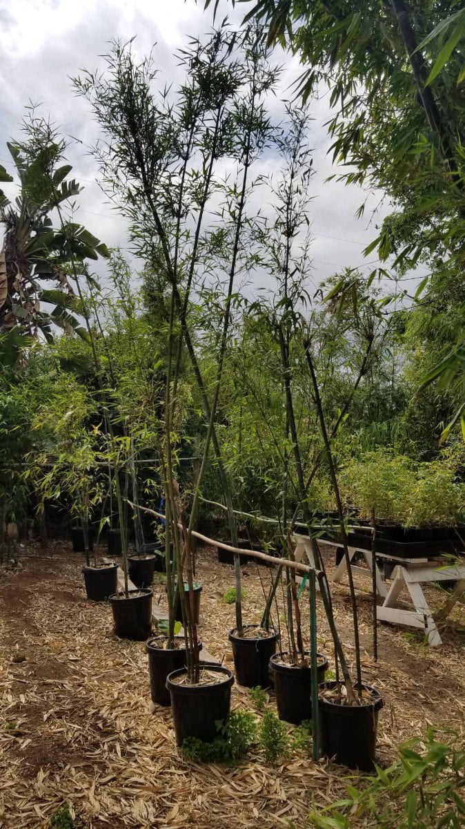 Photo for Bambusa chungii (Blue Bamboo)