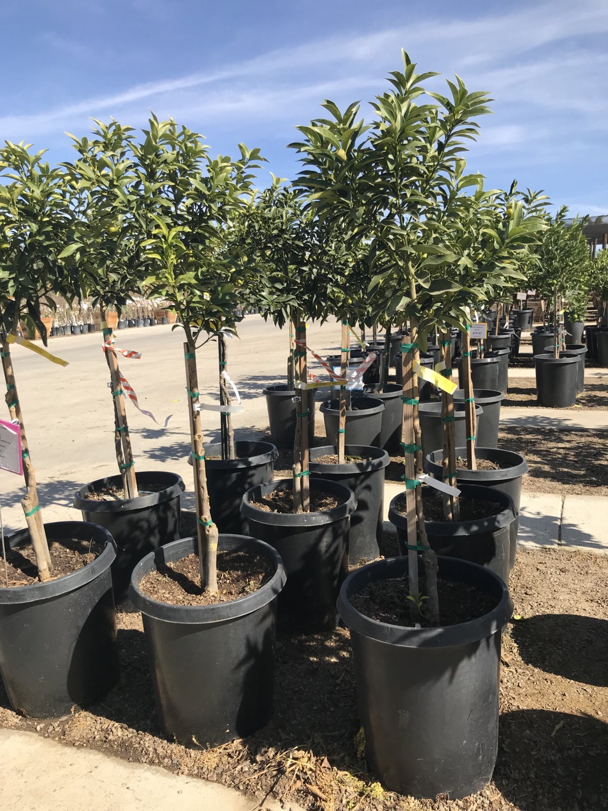 Photo for Citrus Kumquat (any variety) (Kumquat)