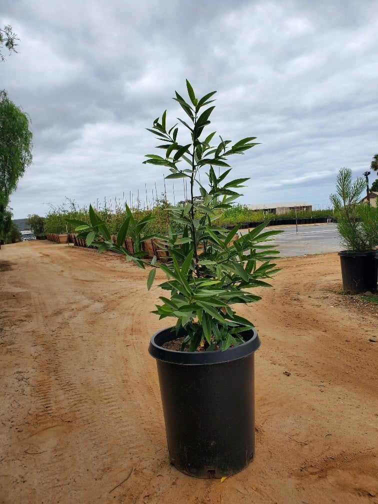 Photo for Umbellularia californica (California Bay Tree)