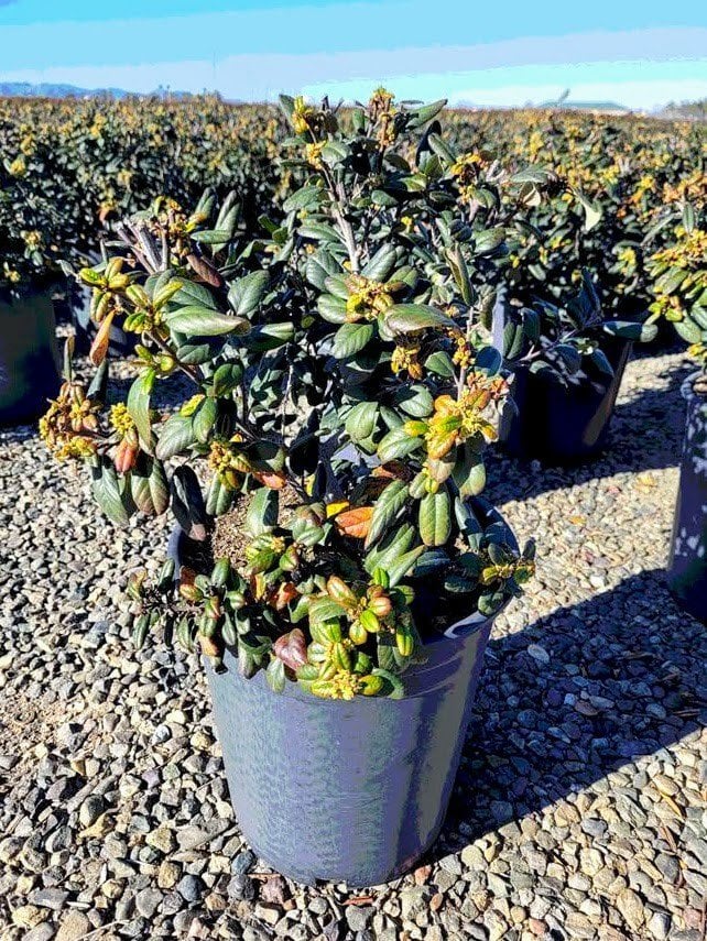 Photo for Rhamnus californica 'Leatherleaf' (Leatherleaf Coffeeberry)