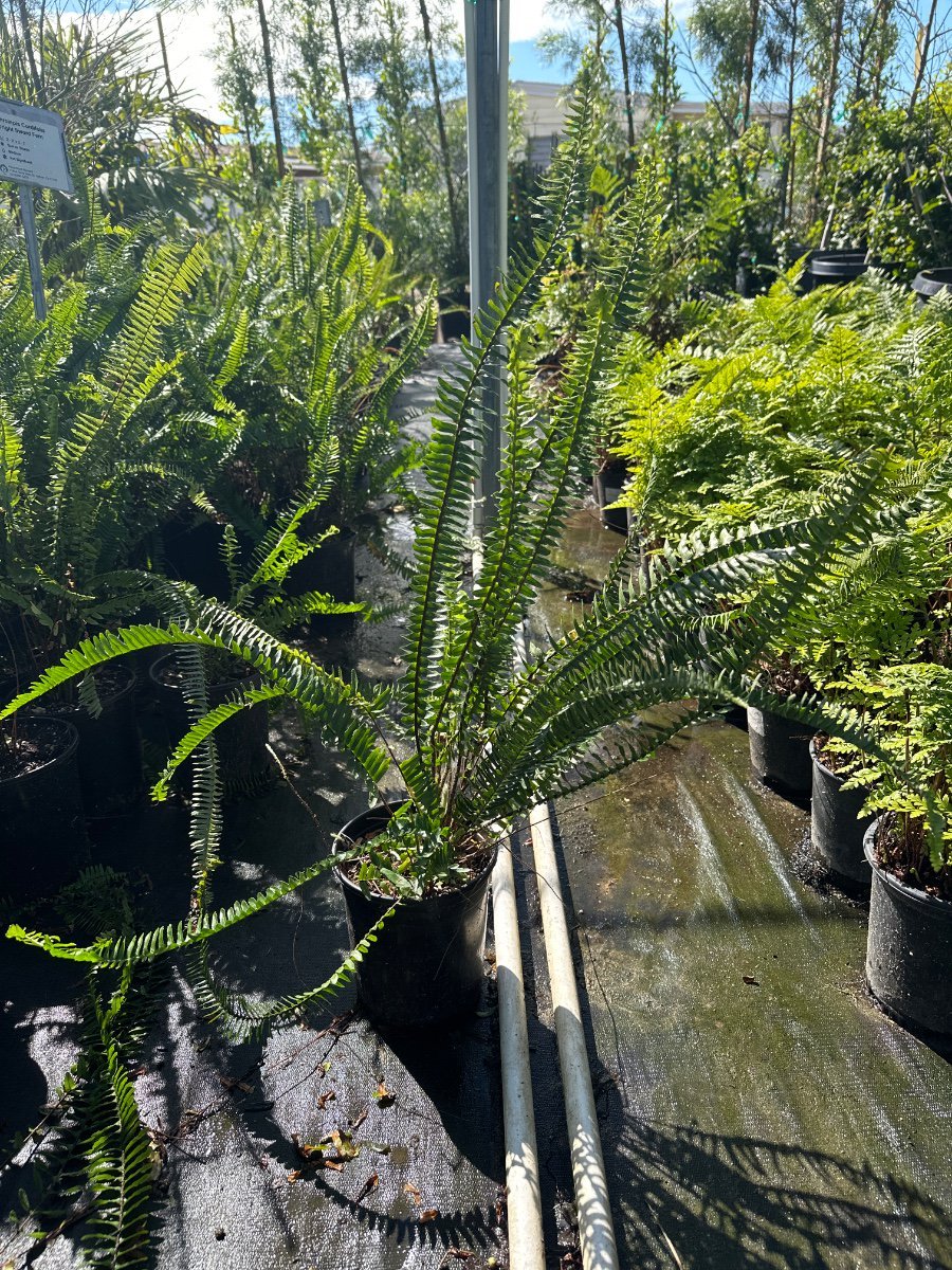 Photo for Nephrolepis exaltata (Boston Fern)