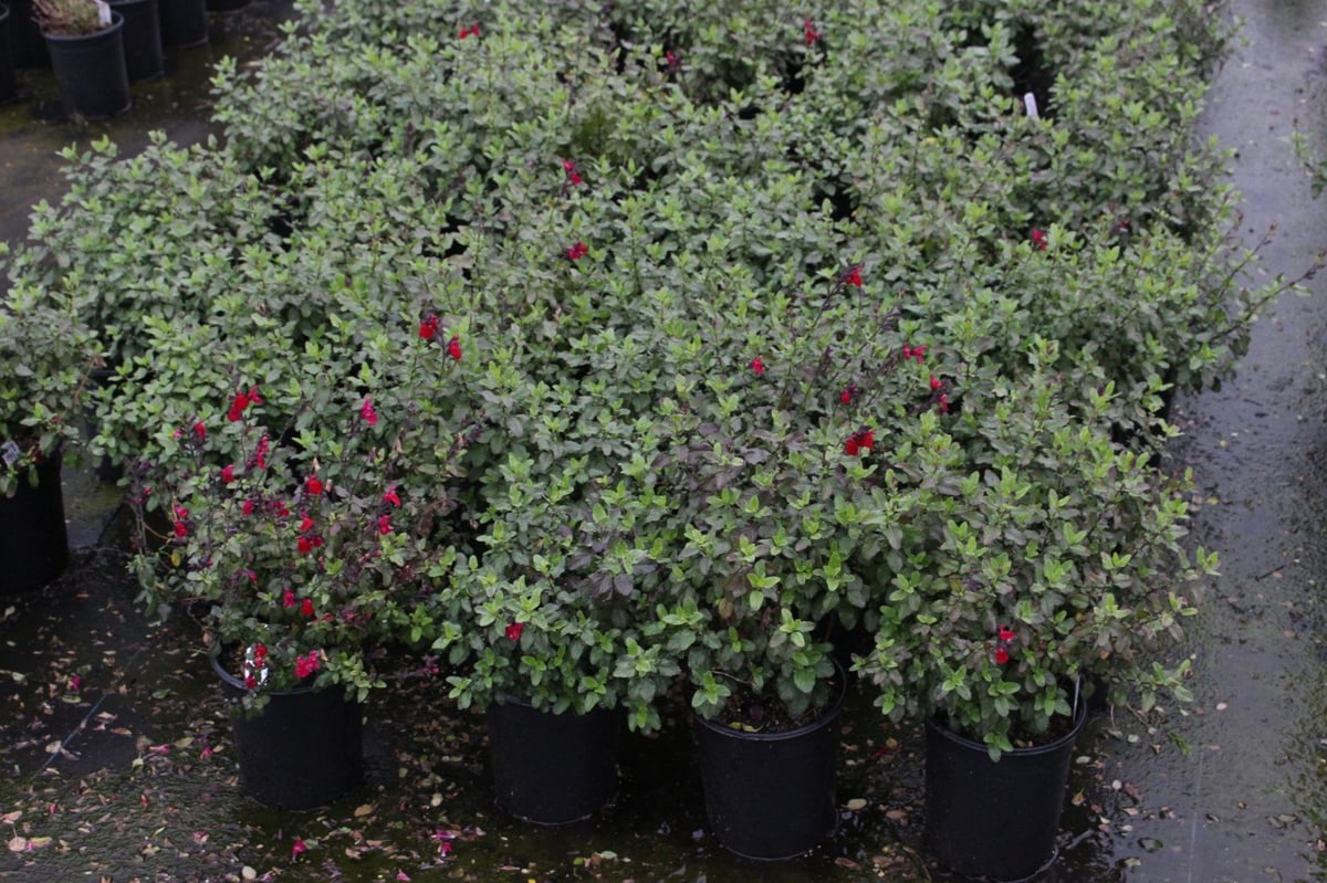 Photo for Salvia microphylla 'Killer Cranberry' (Killer Cranberry Autumn Sage)