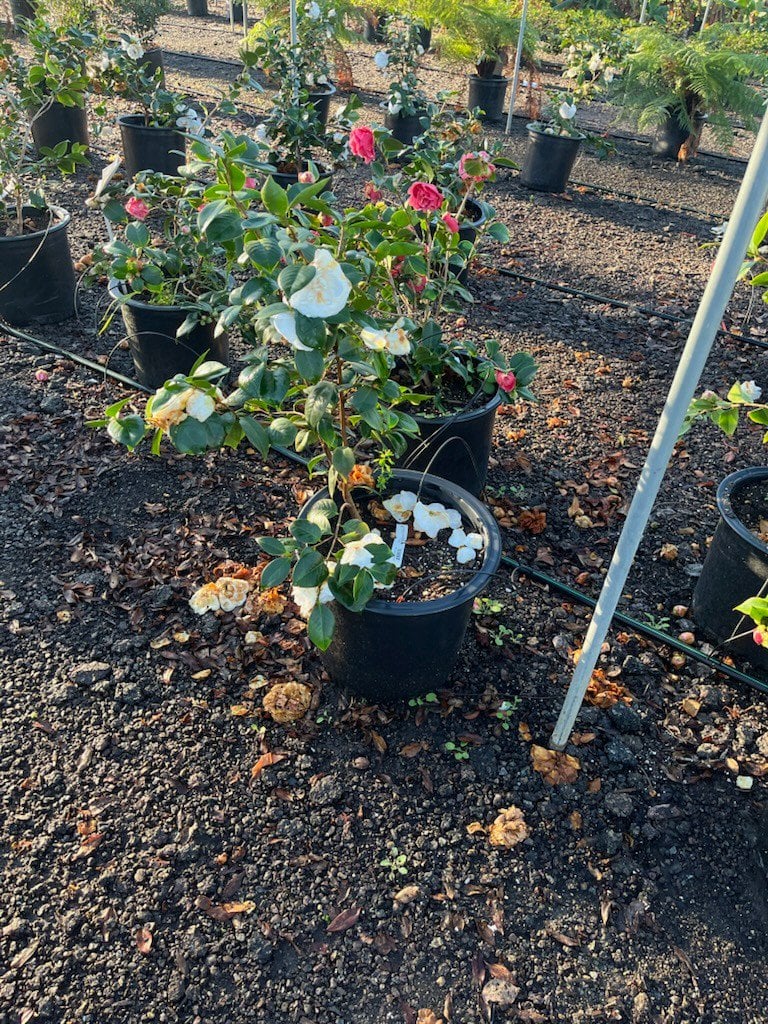 Photo for Camellia japonica 'Nuccio's Gem' (Nuccio's Gem Camellia)