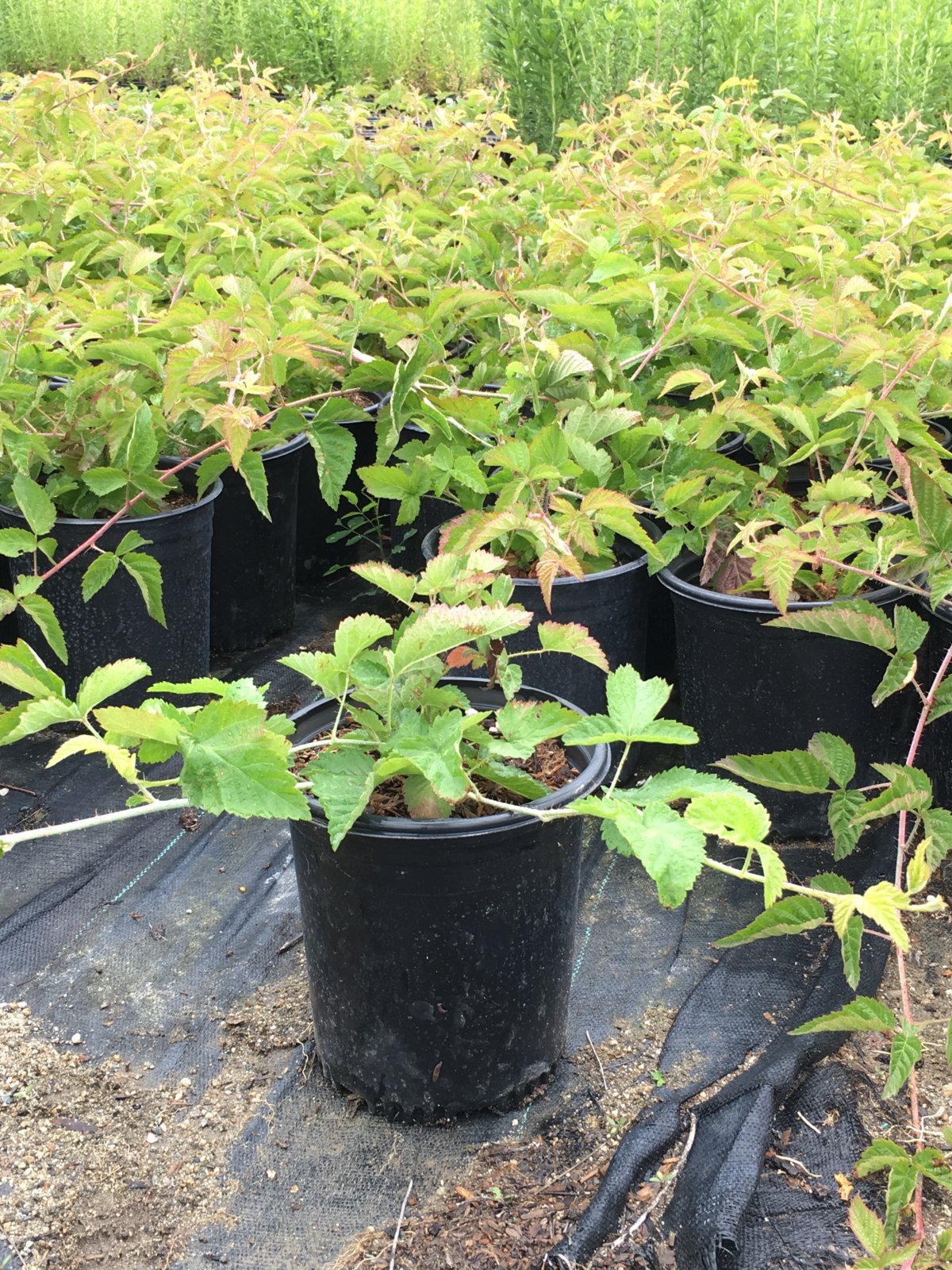 Photo for Rubus ursinus (California Blackberry)