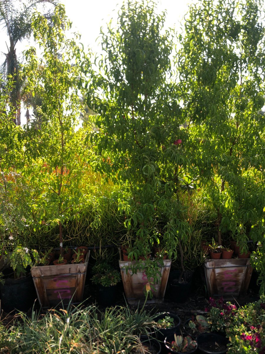 Photo for Prunus persica nucipersica 'White' (White Nectarine)
