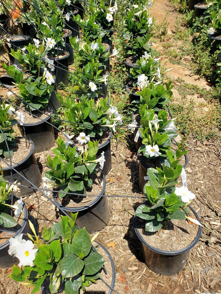 Photo for Mandevilla sanderii 'White' (White Dipladenia)