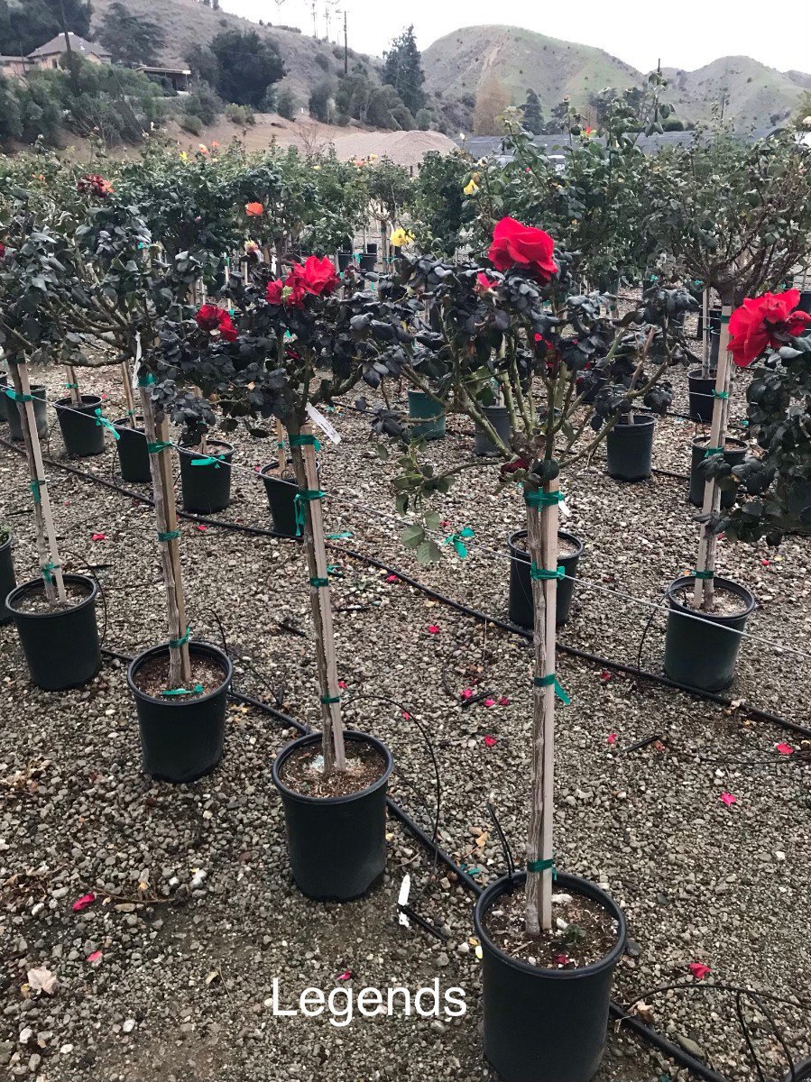 Photo for Rosa 'Legends' (Patio Tree) (Legends Rose)