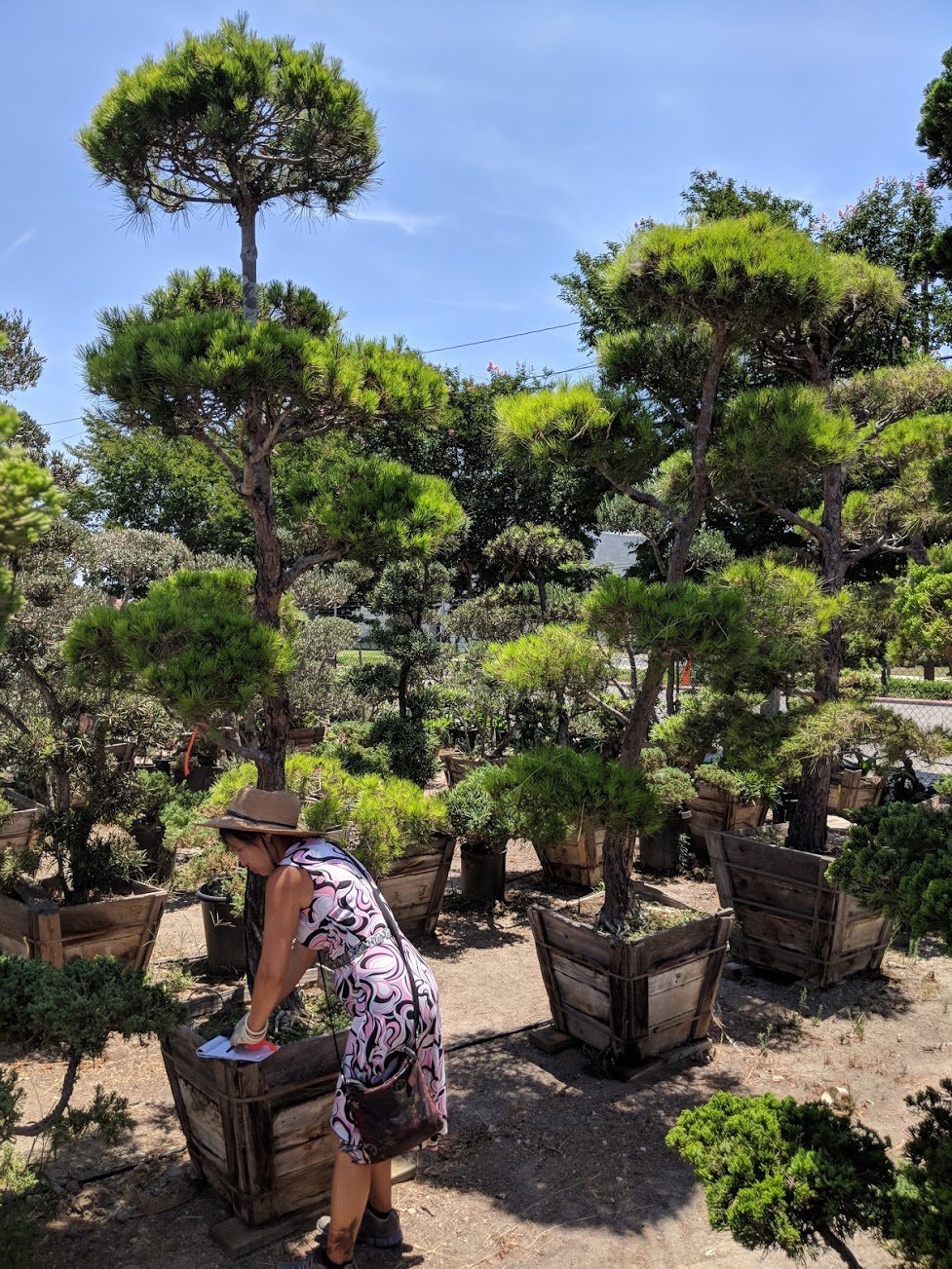 Photo for Pinus halepensis (Bonsai) (Cloud Pruned Aleppo Pine)