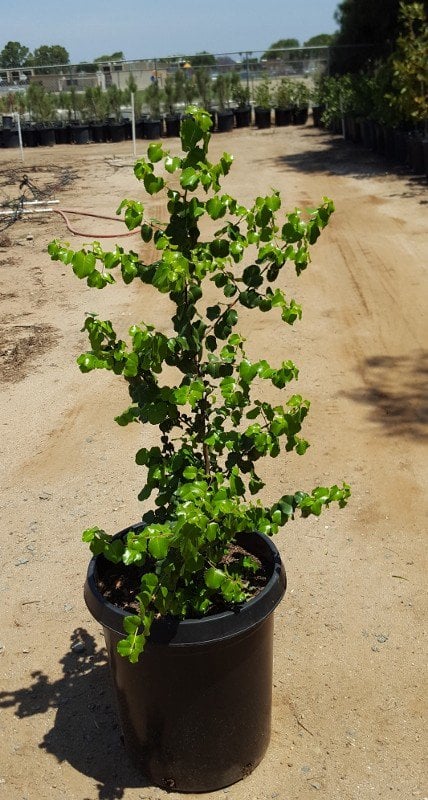 Photo for Prunus ilicifolia (Standard) (Holly-leafed Cherry)
