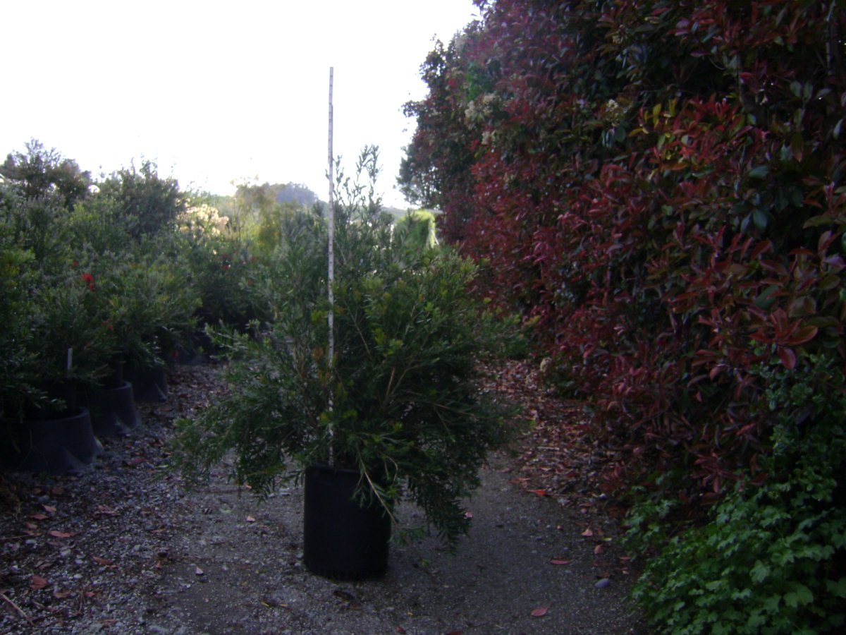 Photo for Callistemon viminalis 'Slim' (Standard) (Slim Callistemon)