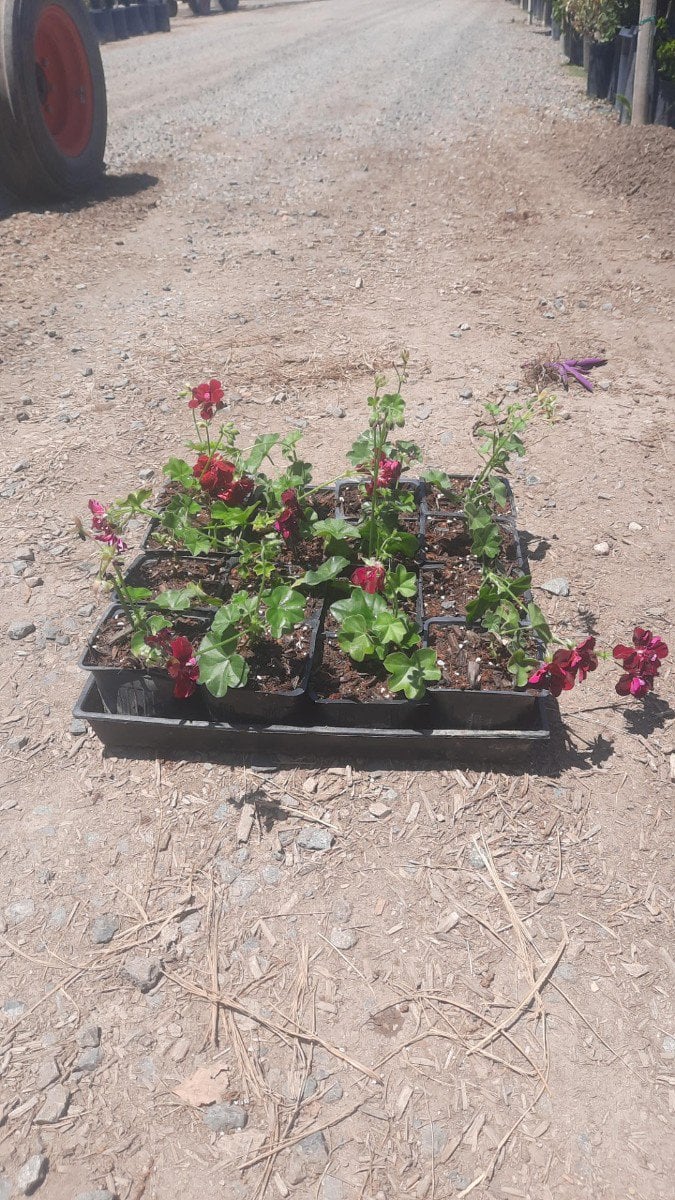 Photo for Pelargonium peltatum 'Lavender' (Lavender Ivy Geranium)