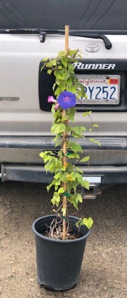 Photo for Ipomoea acuminata (Blue Dawn Flower Morning Glory)