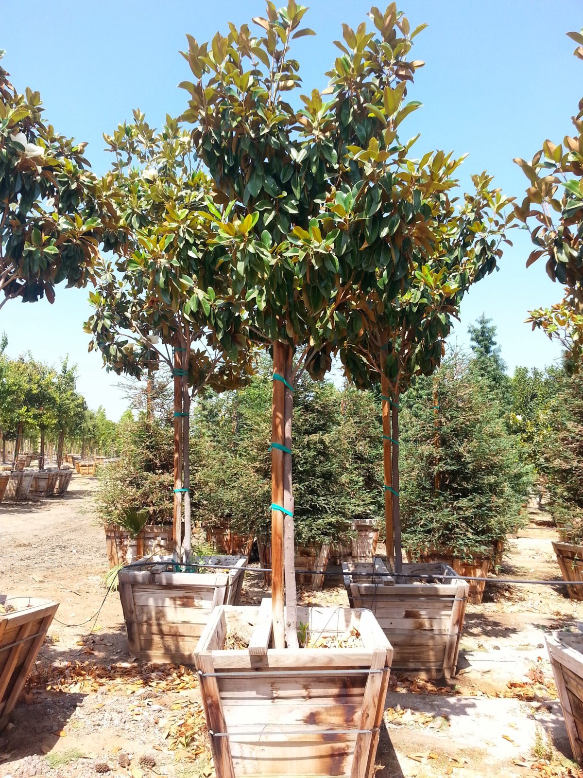 Photo for Magnolia grandiflora 'Monlia' (Standard) (Majestic Beauty Southern Magnolia)