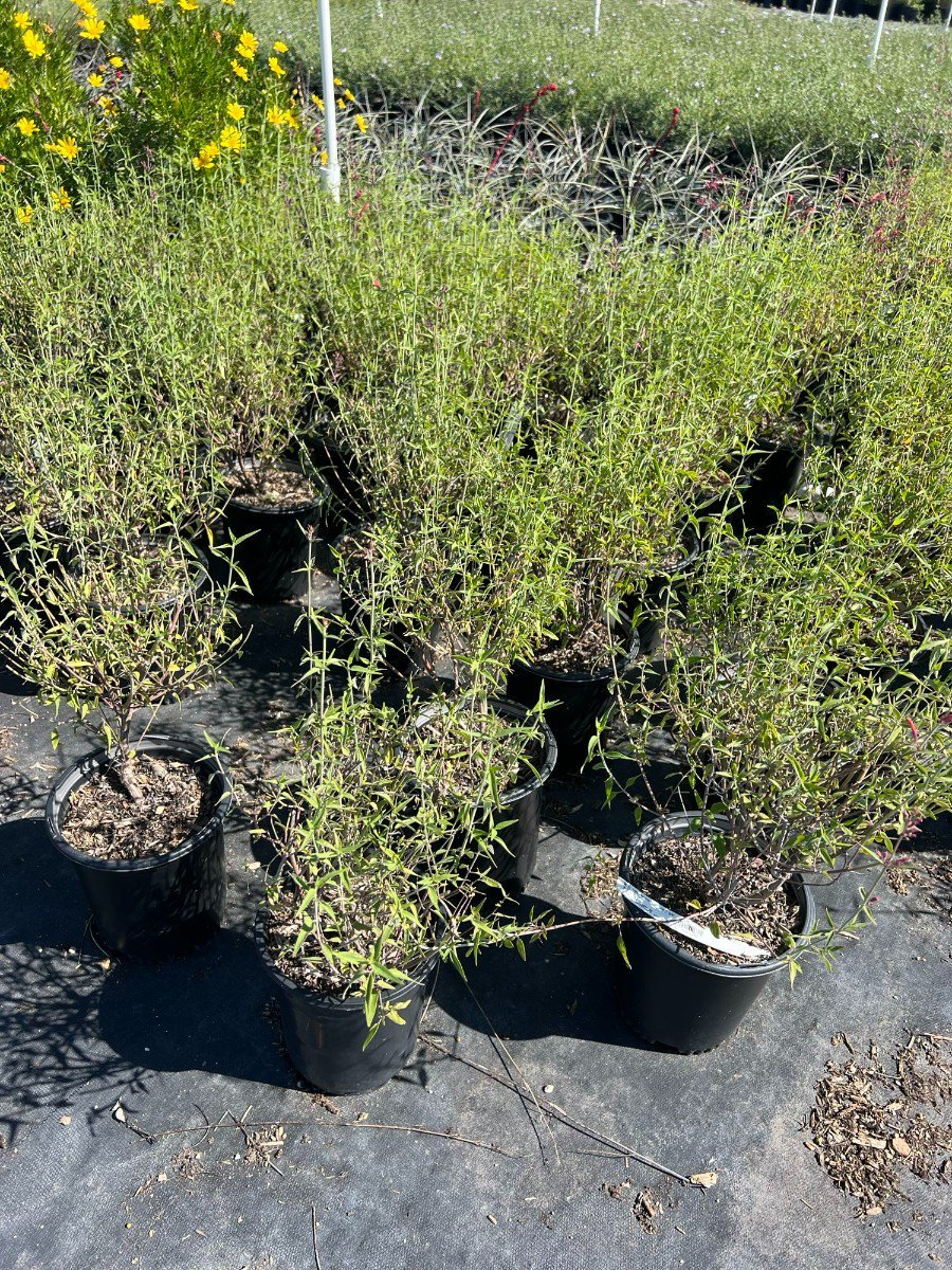 Photo for Agastache 'Wildfire' (Wildfire Agastache)