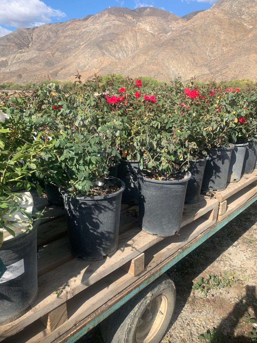 Photo for Rosa x 'Knockout' (Red) (Red Knockout Rose)