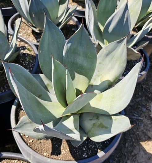 Photo for Agave celsii 'Nova' (Nova Agave)
