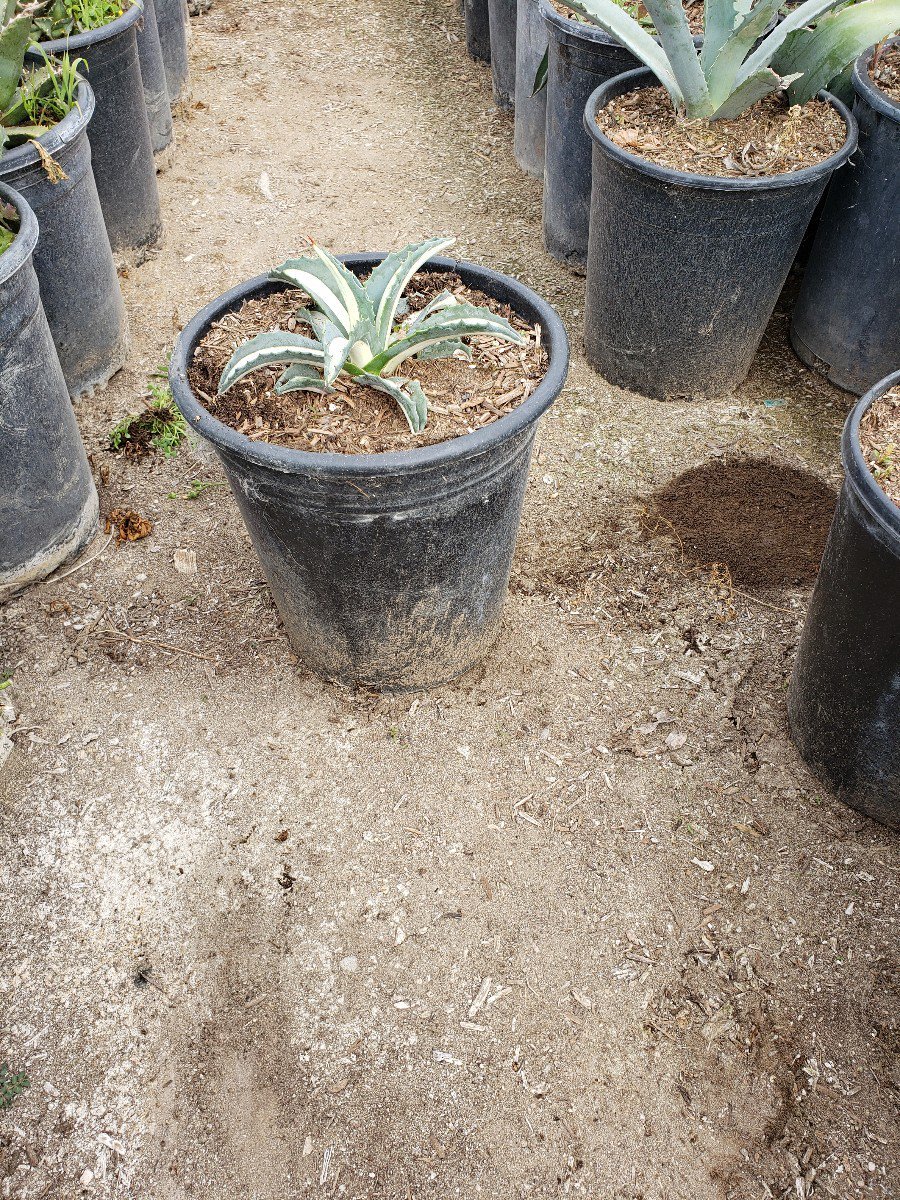 Photo for Leucophyllum frutescens 'Silver Cloud' (Silver Cloud Sage)