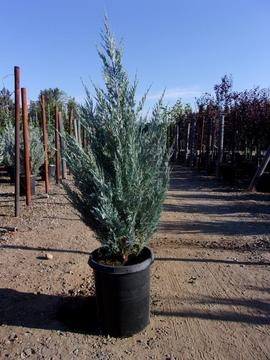 Photo for Juniperus scopulorum 'Wichita Blue' (Wichita Blue Juniper)