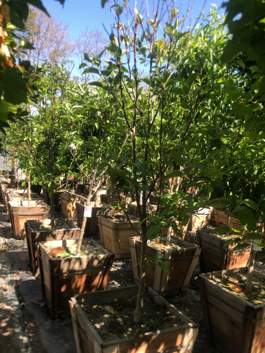 Photo for Malus domestica 'Fuji' (Fuji Apple)