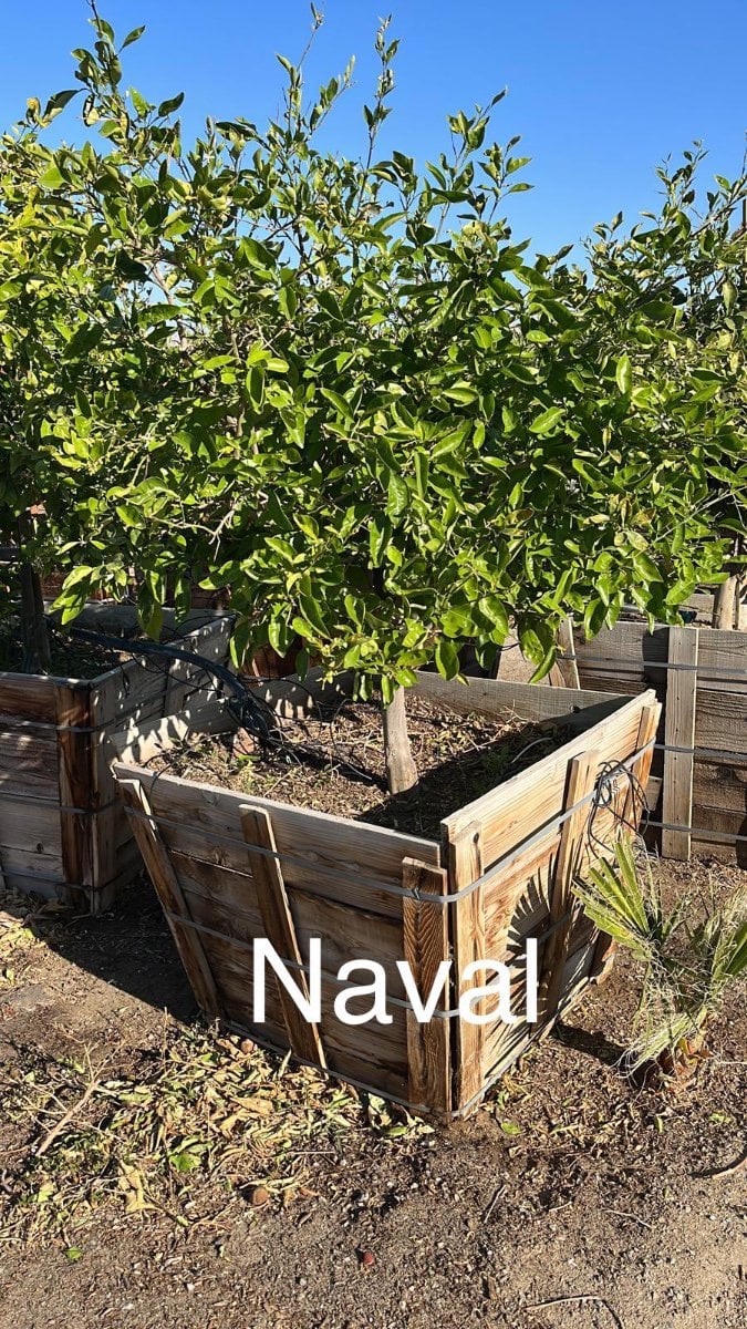 Photo for Citrus sinensis 'Washington Navel' (Standard) (Washington Navel Orange)