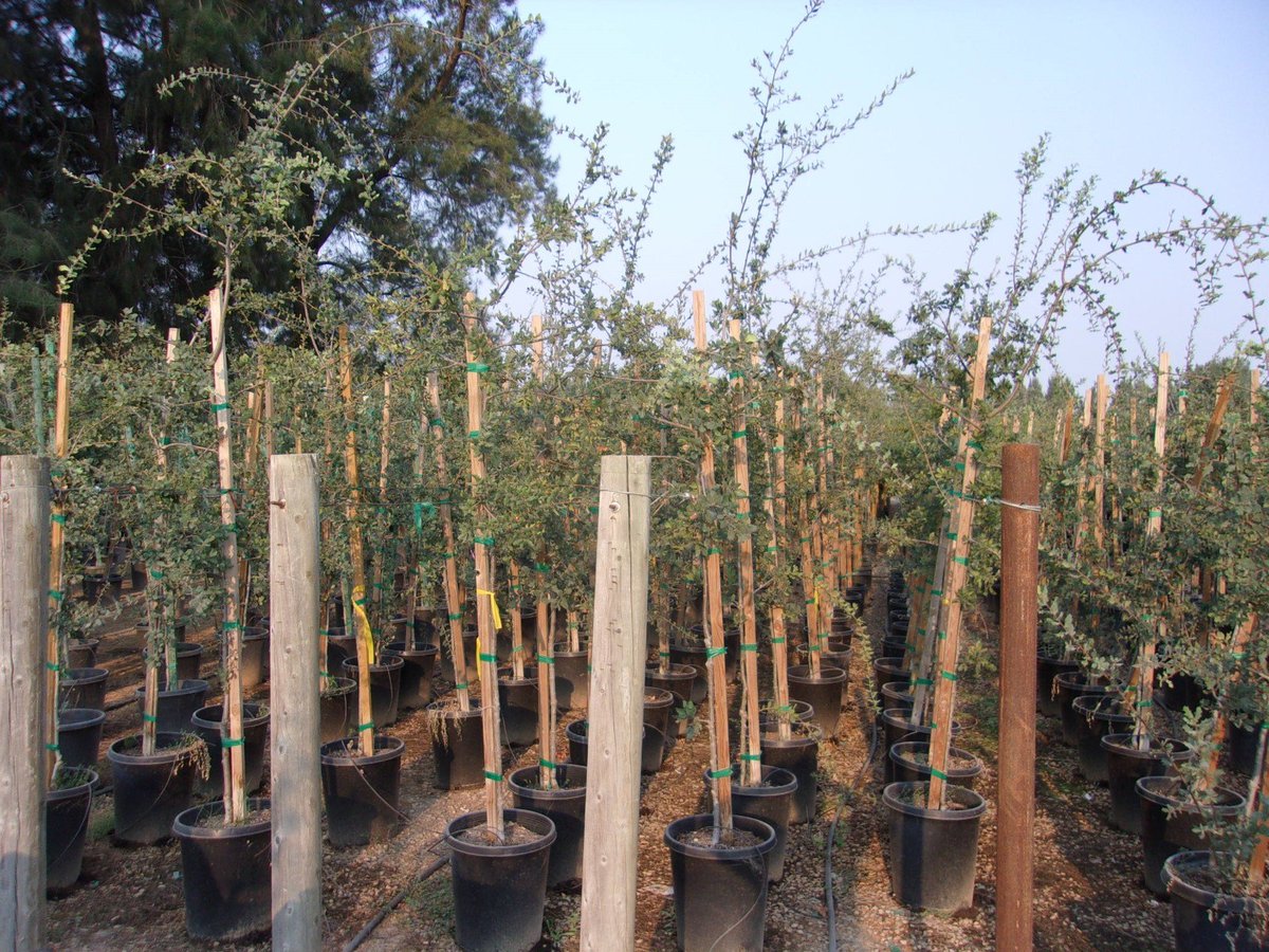 Photo for Quercus douglasii (Blue Oak)