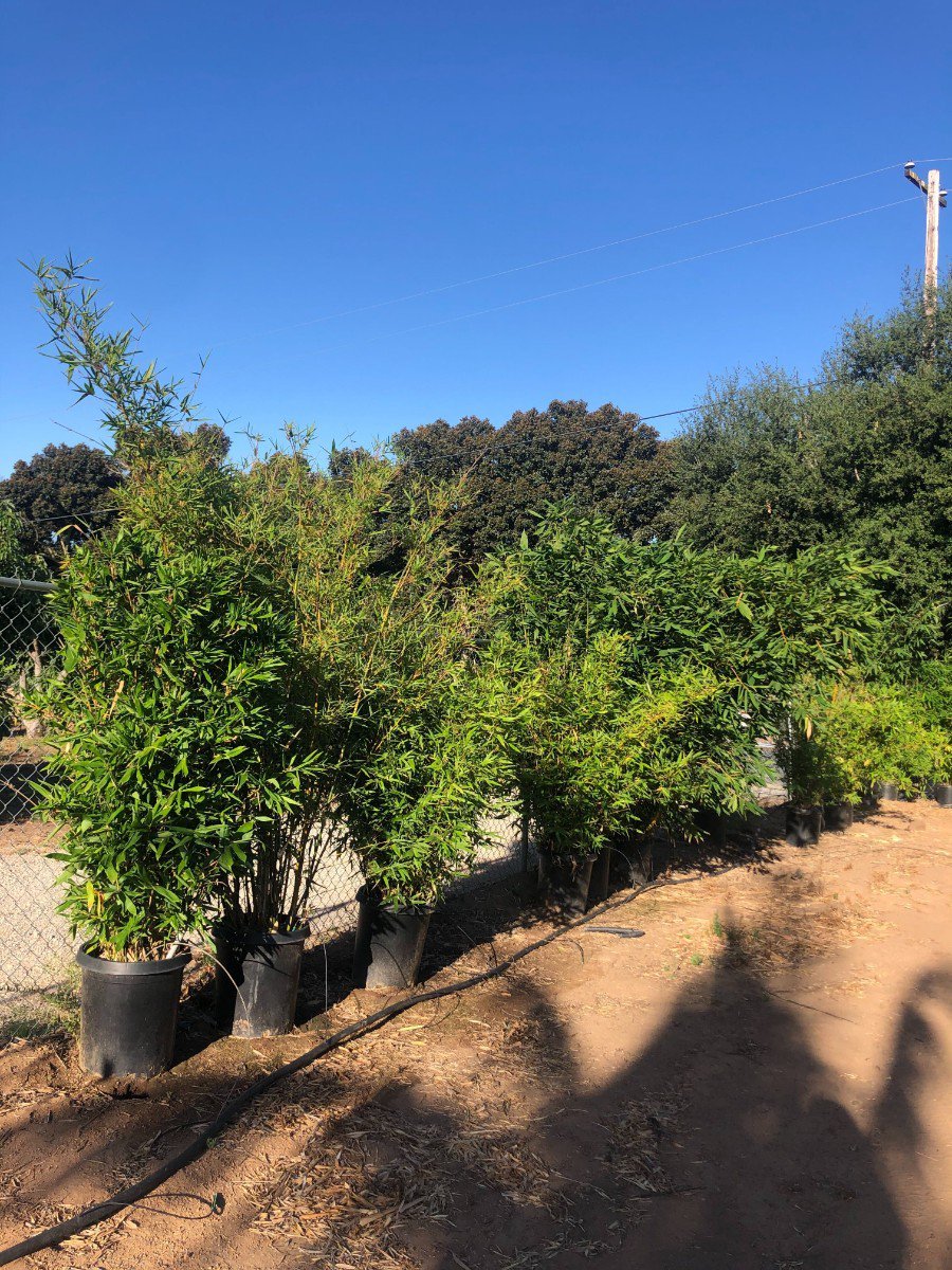 Photo for Bambusa oldhamii 'Dwarf' (Dwarf Timber Bamboo)