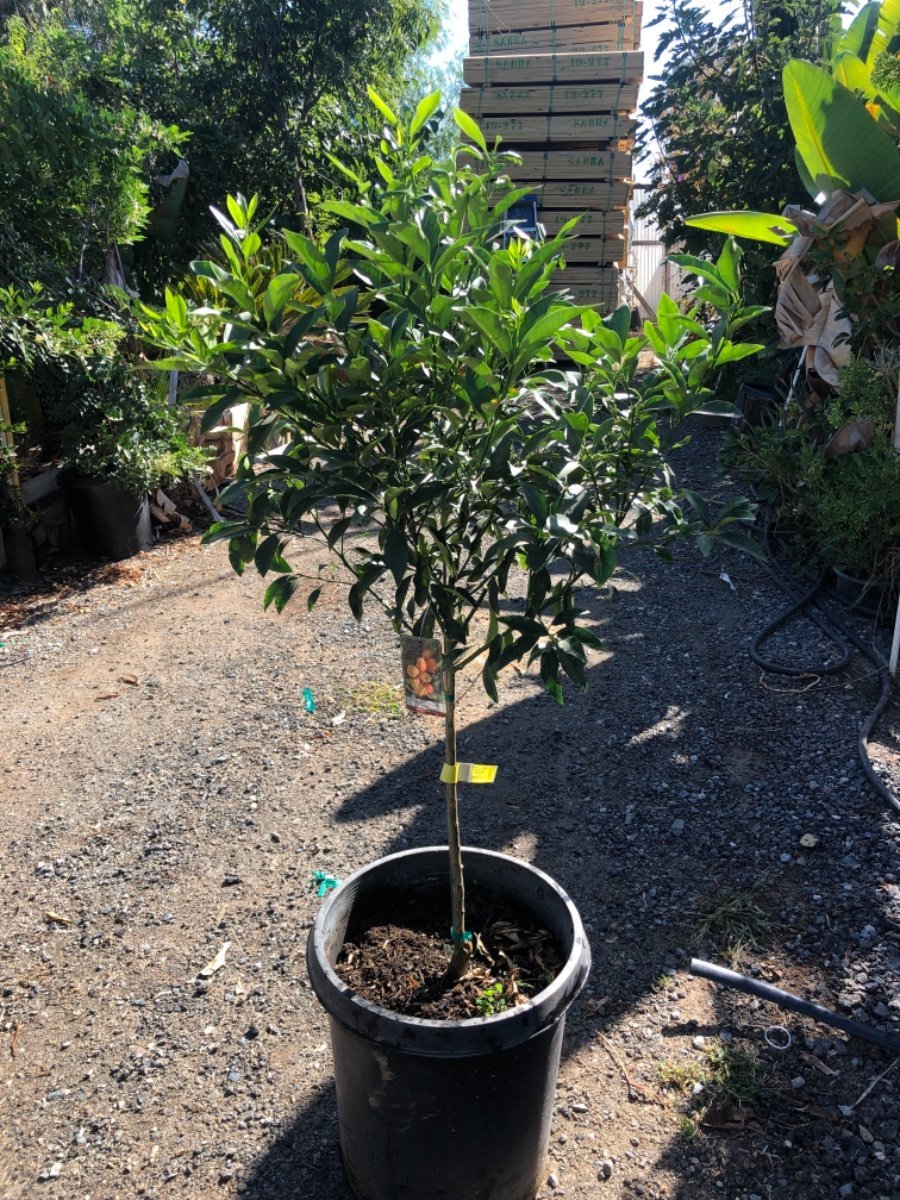 Photo for Fortunella japonica (Standard) (Kumquat)