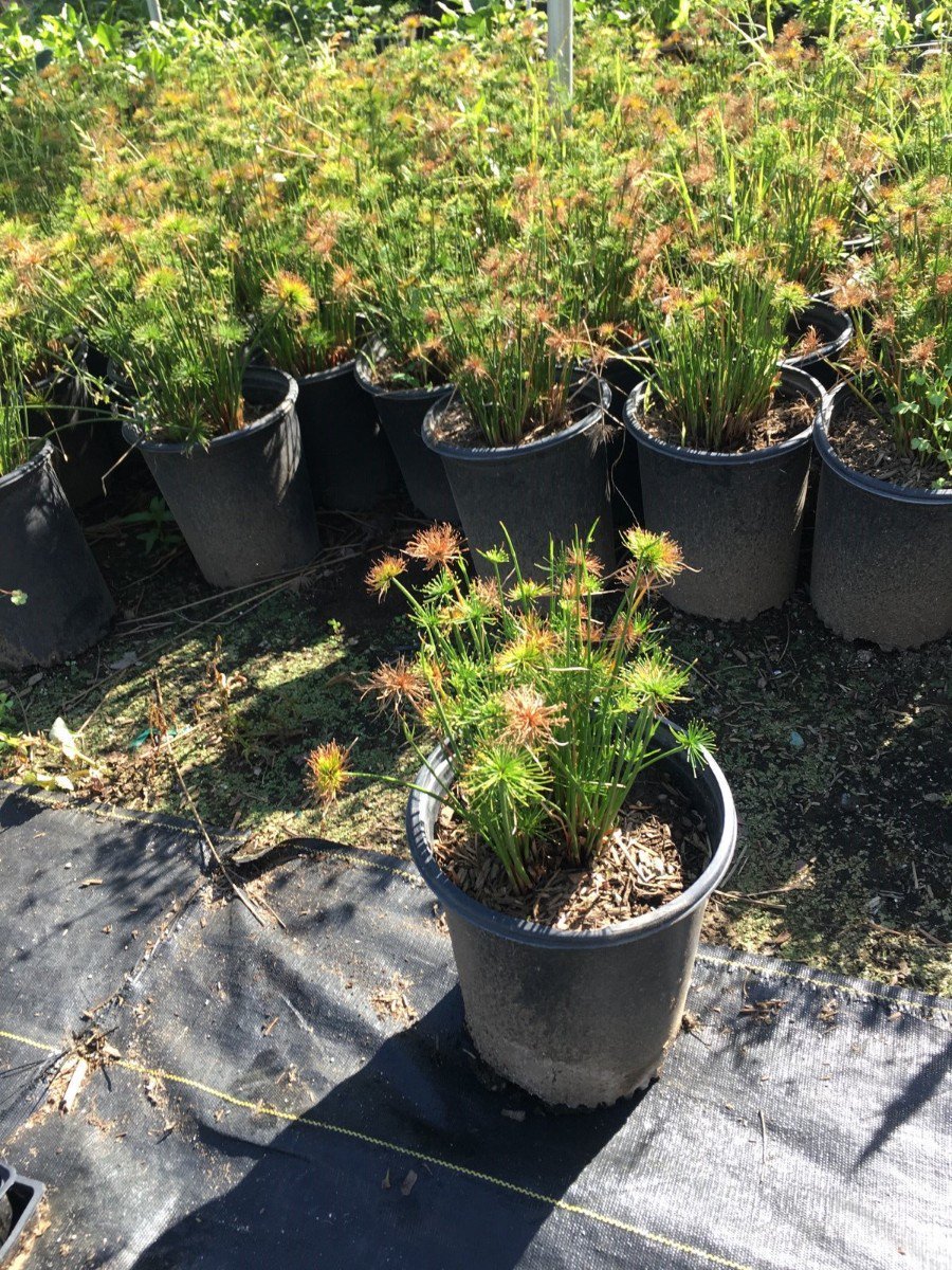 Photo for Cyperus papyrus 'Dwarf Form' (Little Giant Papyrus)