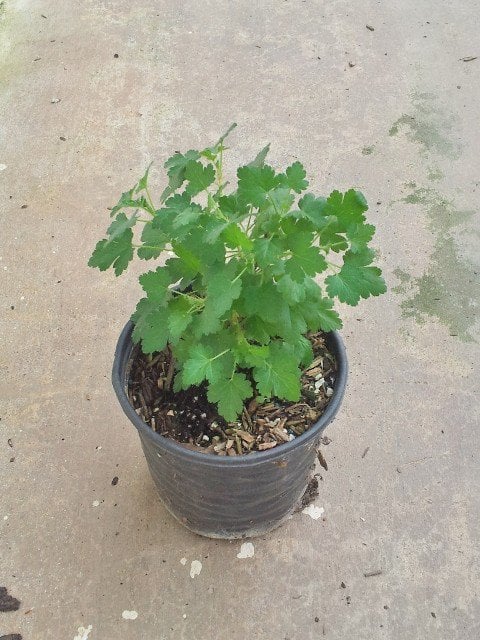 Photo for Ribes speciosum (Fuchsia-Flowered Gooseberry)