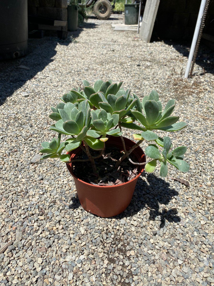 Photo for Aeonium decorum (Green Pinwheel)