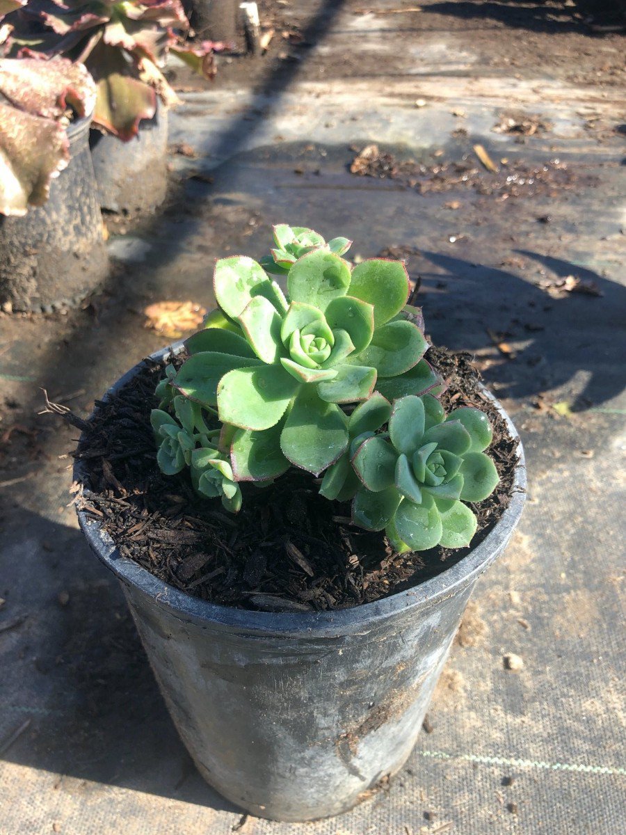 Photo for Aeonium haworthii (Pinwheel Aeonium)