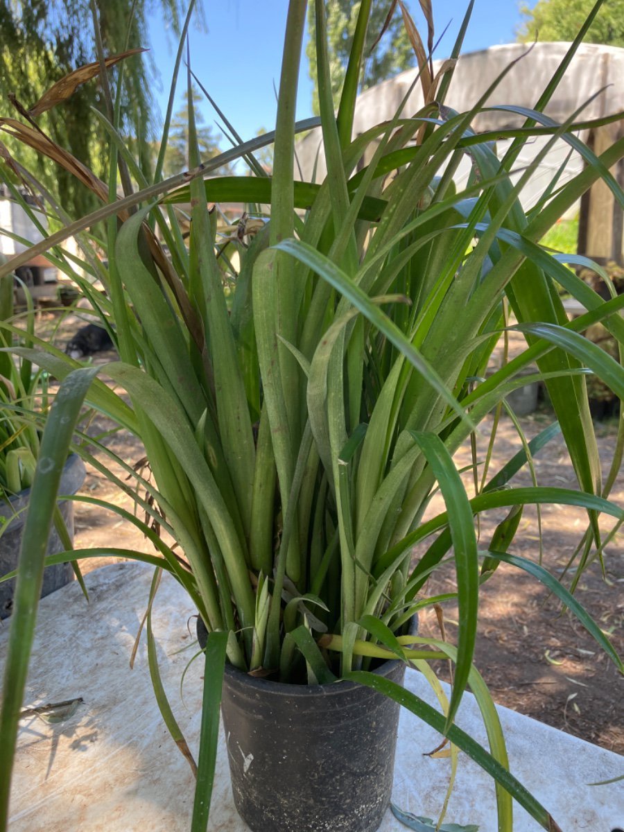 Photo for Billbergia nutans (Queen's Tears)