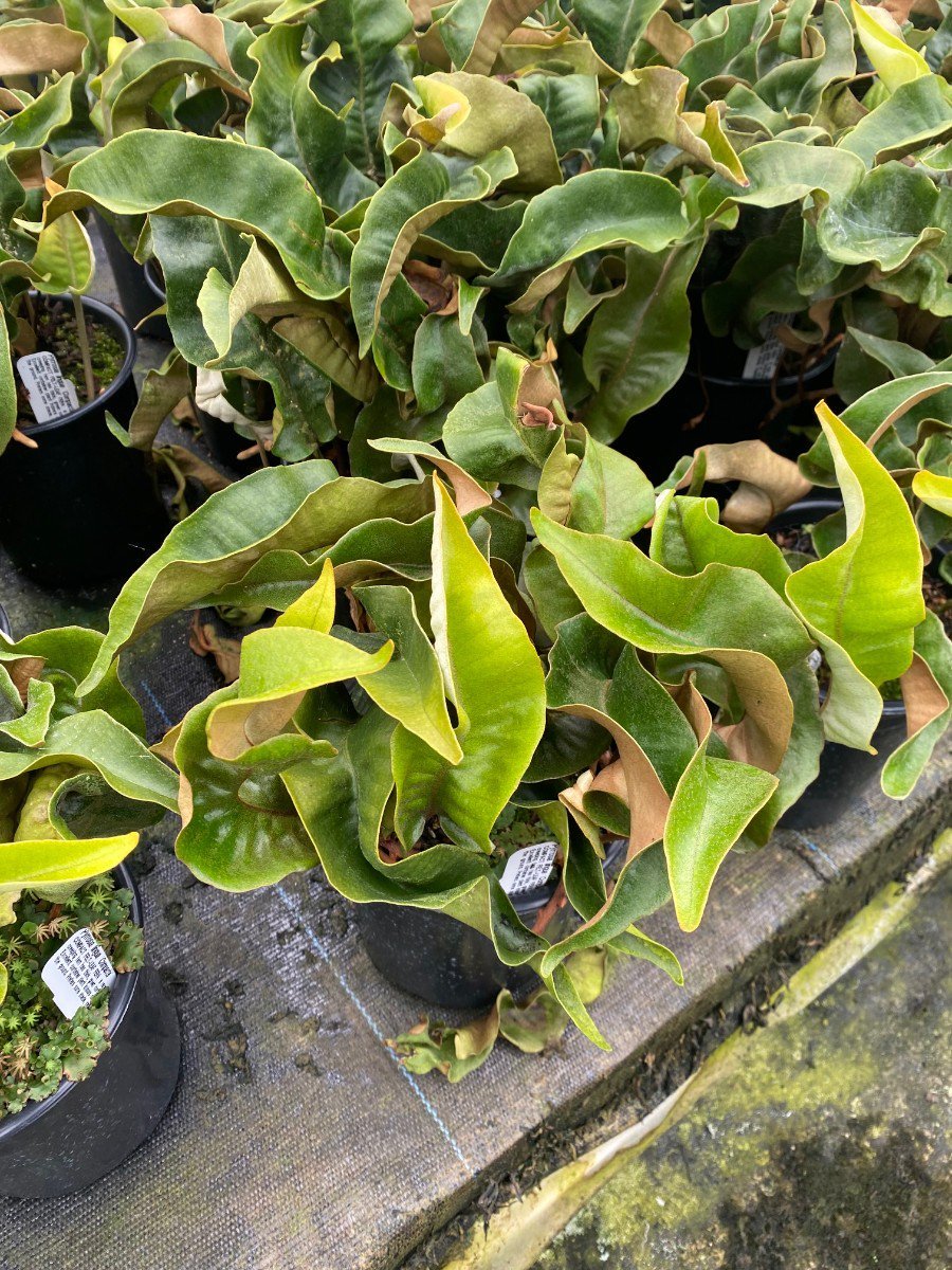 Photo for Pyrrosia lingua (Tongue Fern)