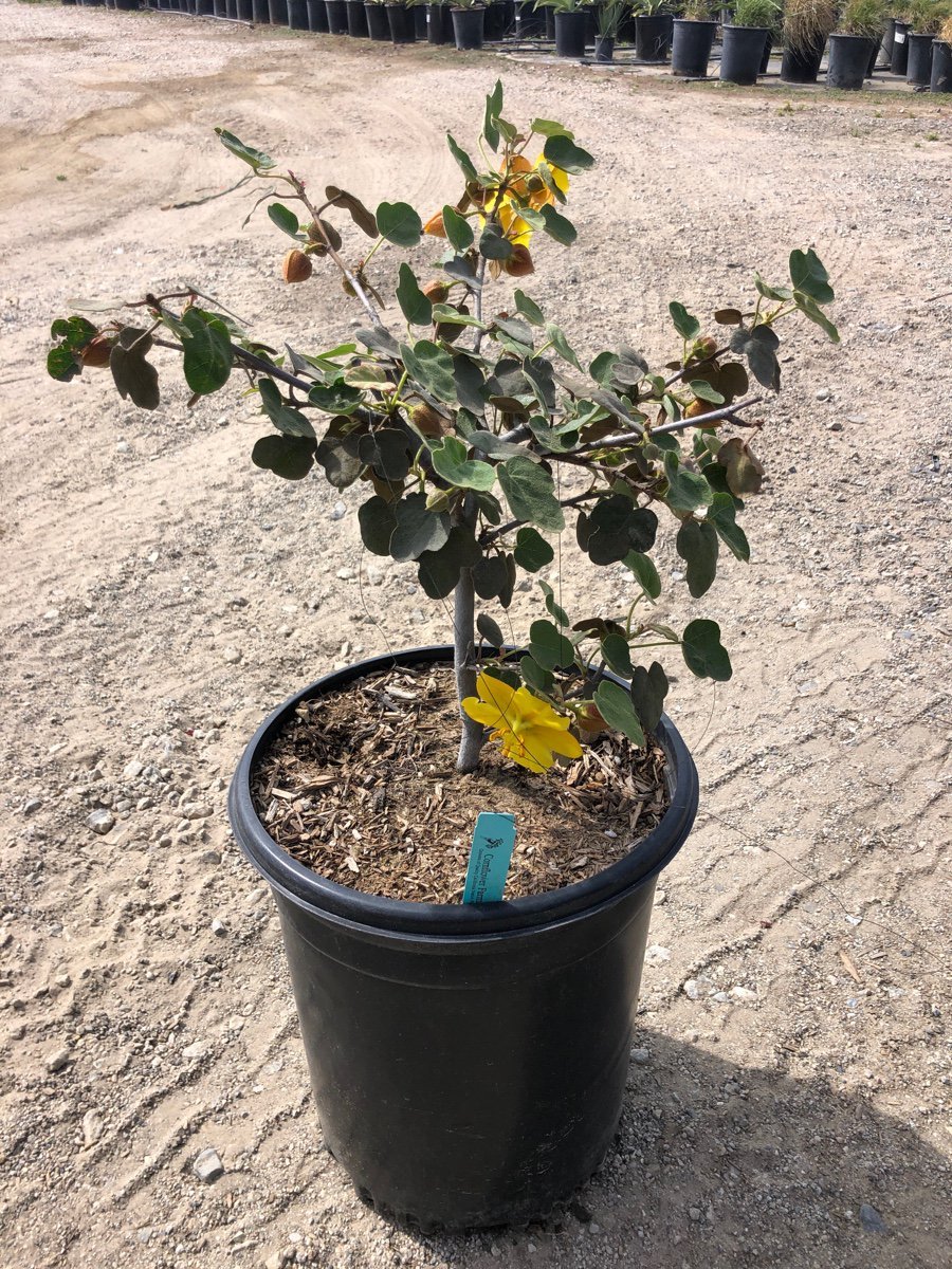 Photo for Fremontodendron 'California Glory' (Flannel Bush)