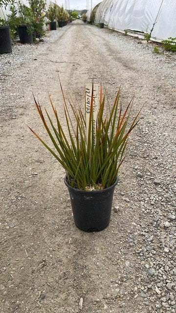 Photo for Libertia peregrinans (Orange Libertia)