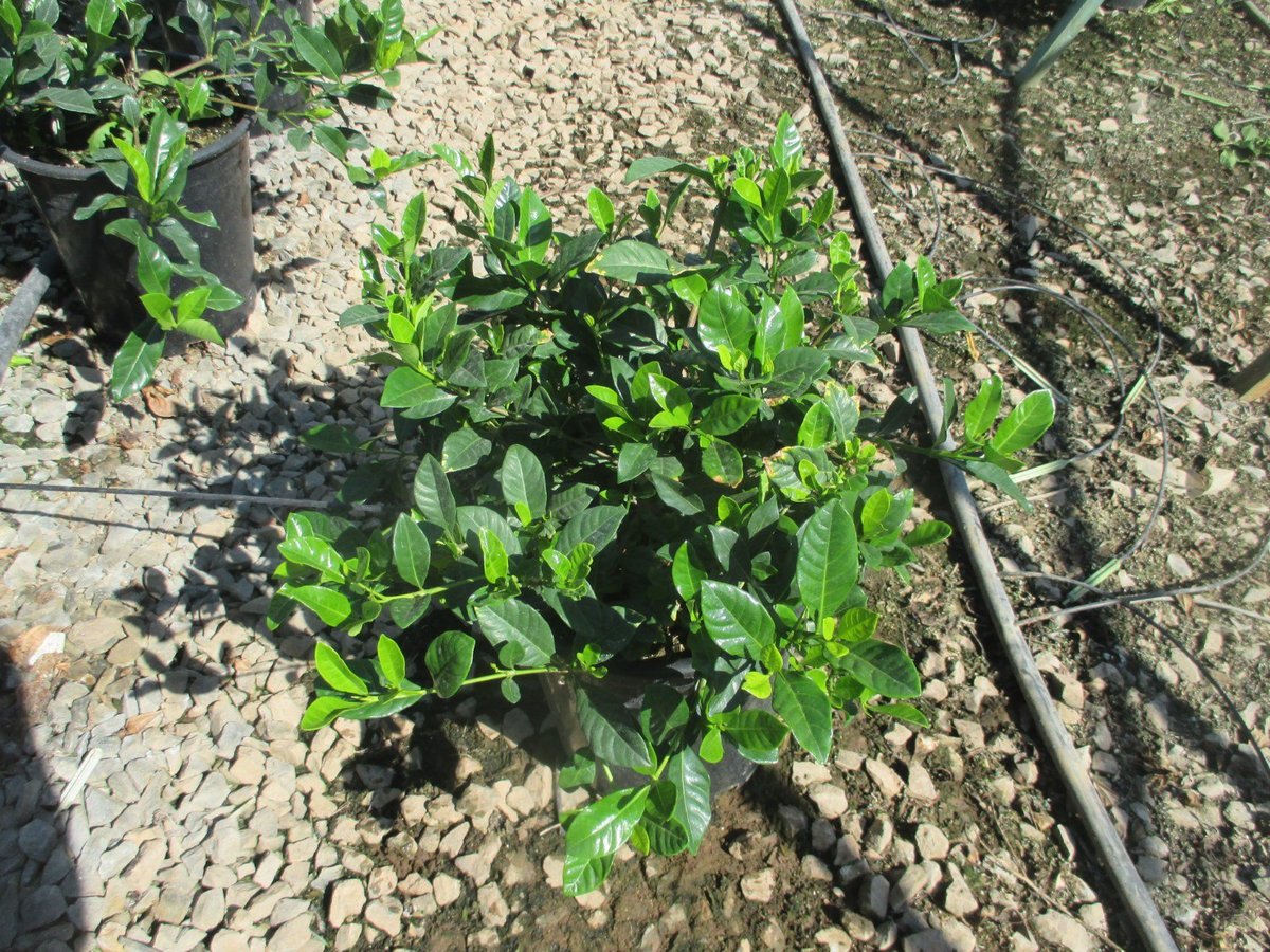 Photo for Gardenia jasminoides (Gardenia)