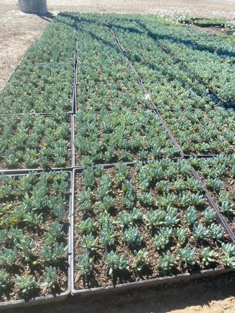Photo for Senecio serpens 'Mini Blue' (Mini Blue Chalksticks)