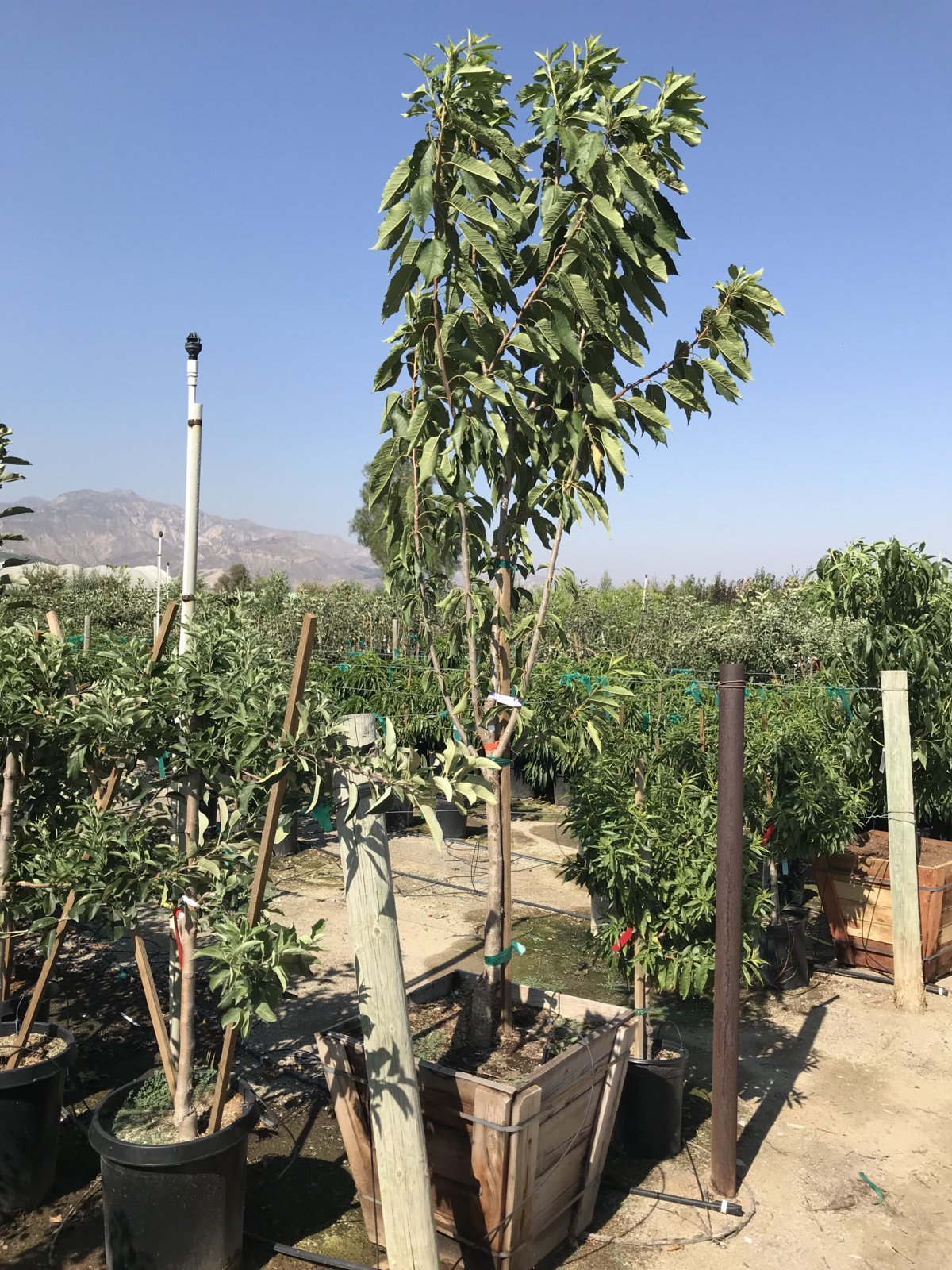 Photo for Prunus avium 'Royal Crimson' (Royal Crimson Sweet Cherry)