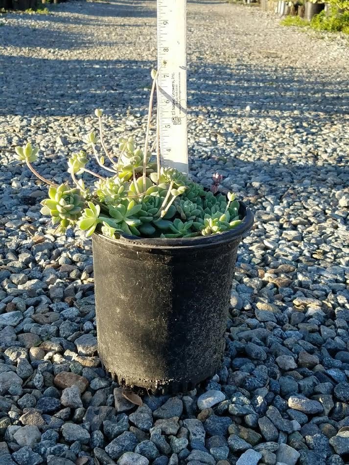 Photo for Echeveria prolifica (Prolific Echeveria)