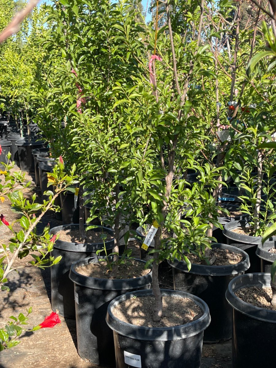 Photo for Prunus salicina 'Santa Rosa' (Santa Rosa Plum)