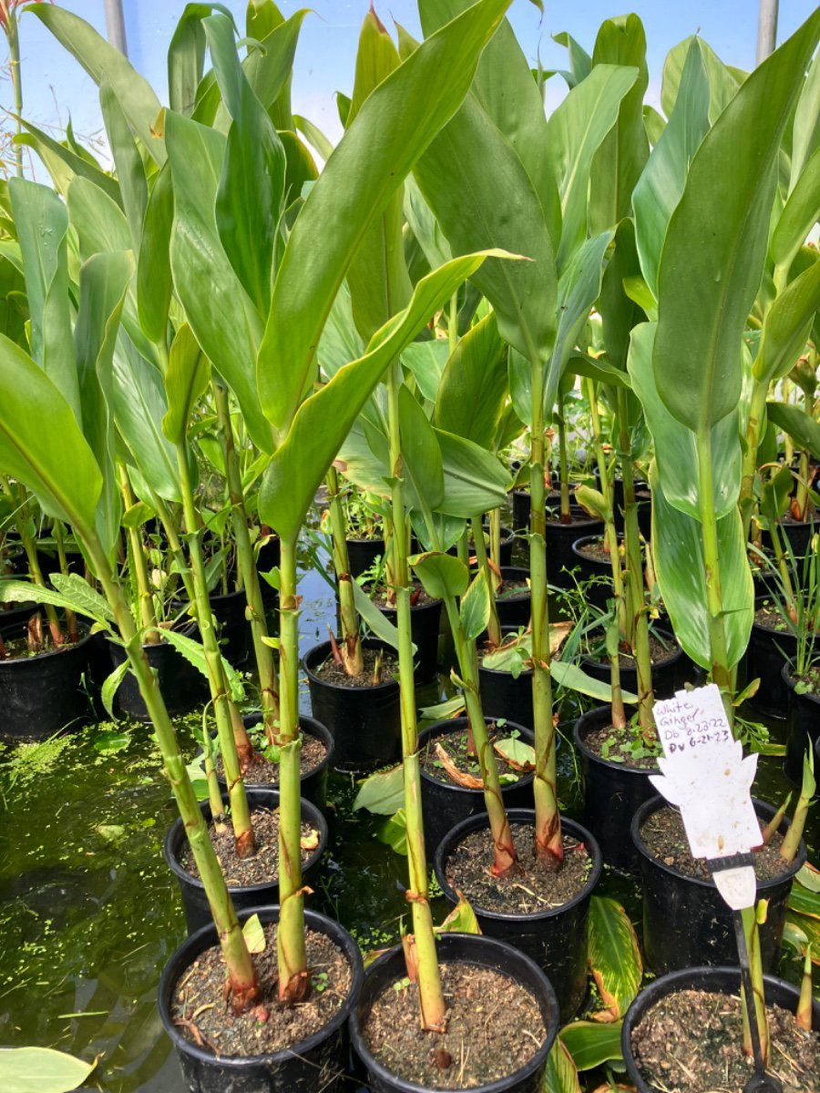 Photo for Hedychium coronarium (White Ginger, Butterfly Lily, Garland Flower)