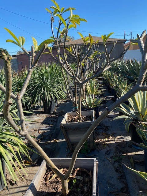 Photo for Plumeria obtusa 'Pink' (Pink Plumeria)