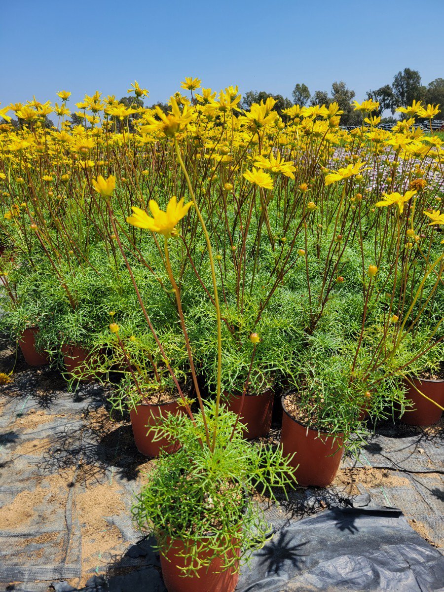 Photo for Coreopsis maritima (Beach Coreopsis)