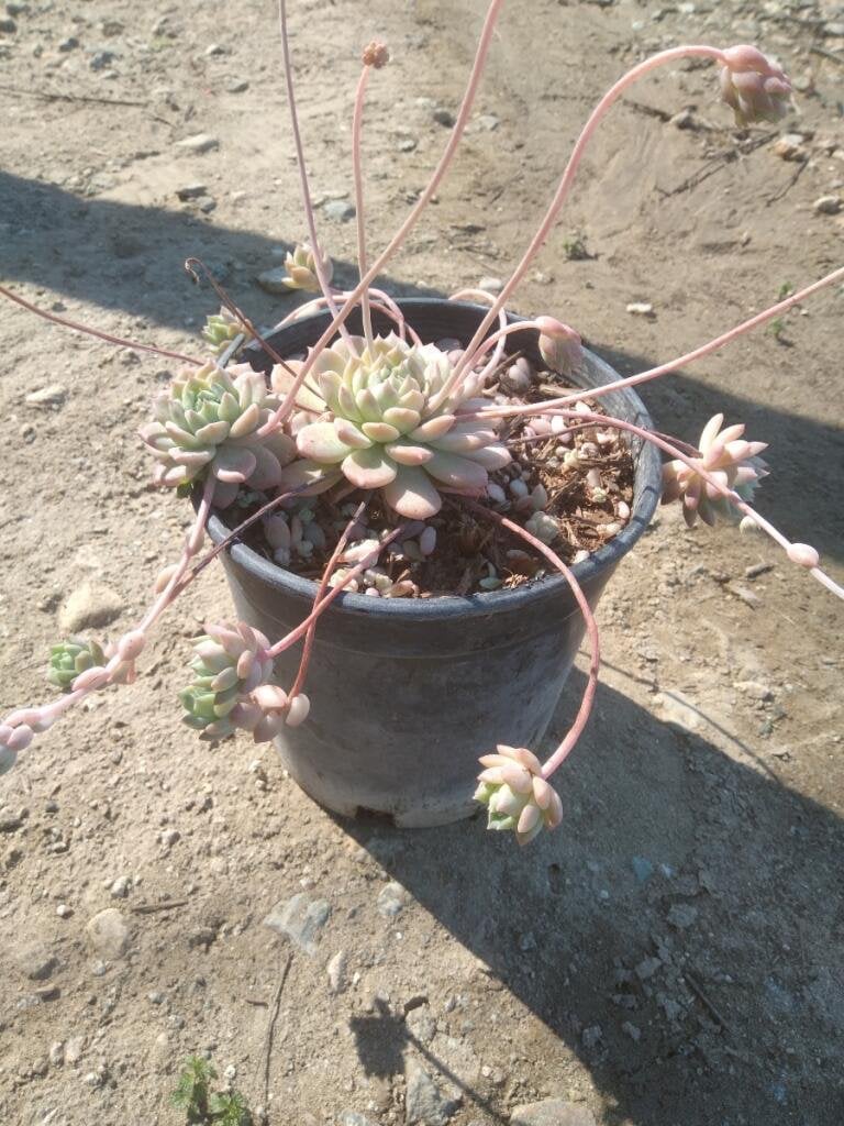 Photo for Echeveria agavoides 'Prolifera' (Prolifera Carpet Echeveria)