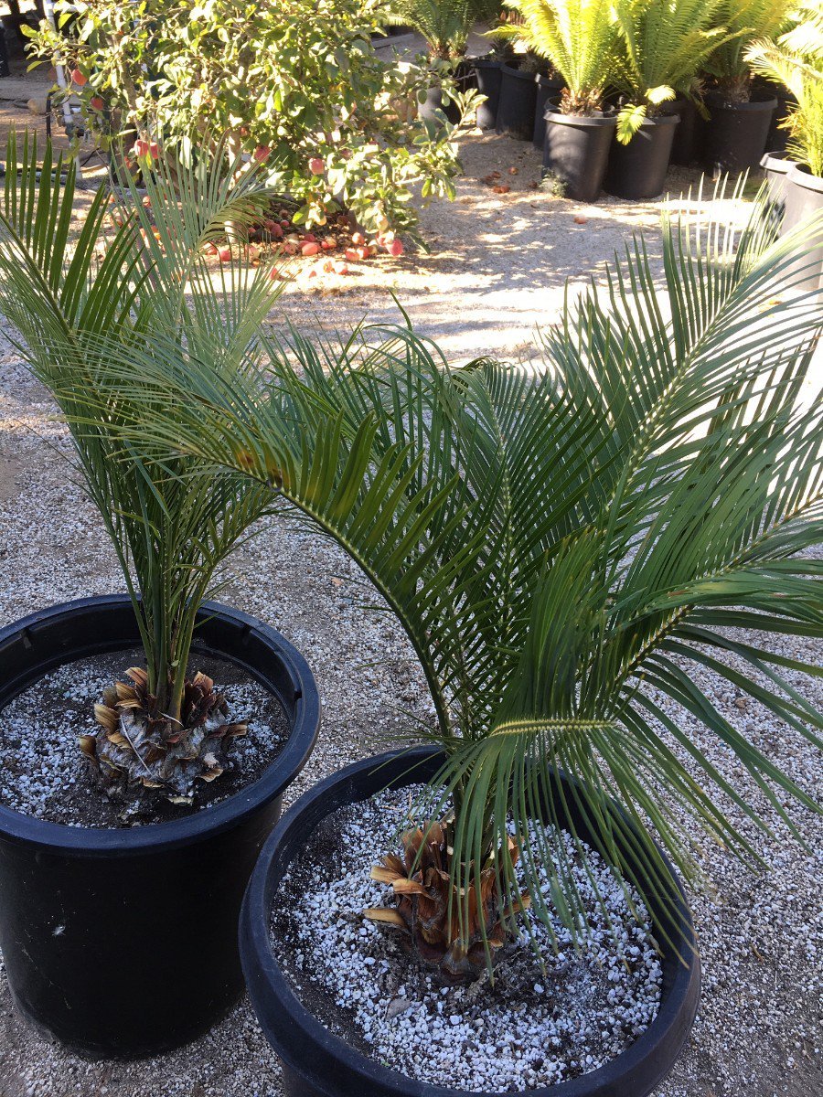 Photo for Macrozamia communis (Burrawag)