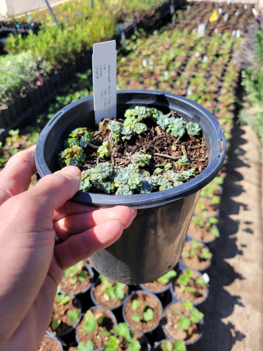 Photo for Sedum spathulifolium 'Cape Blanco' (Cape Blanco Stonecrop)