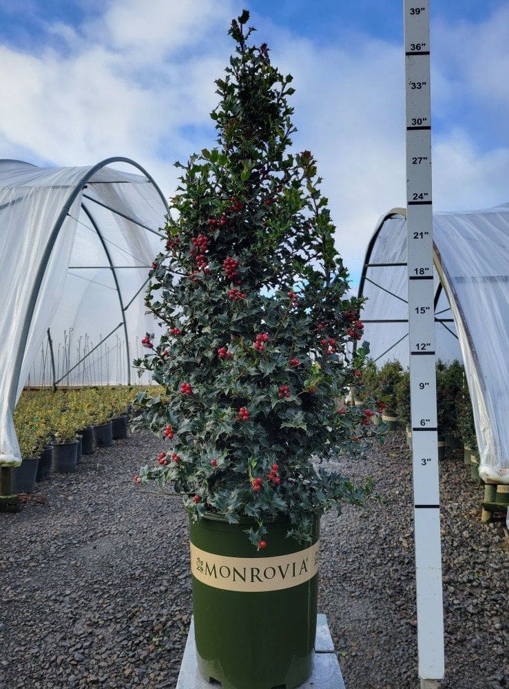 Photo for Ilex x 'Rutzan' (Red Beauty Holly)
