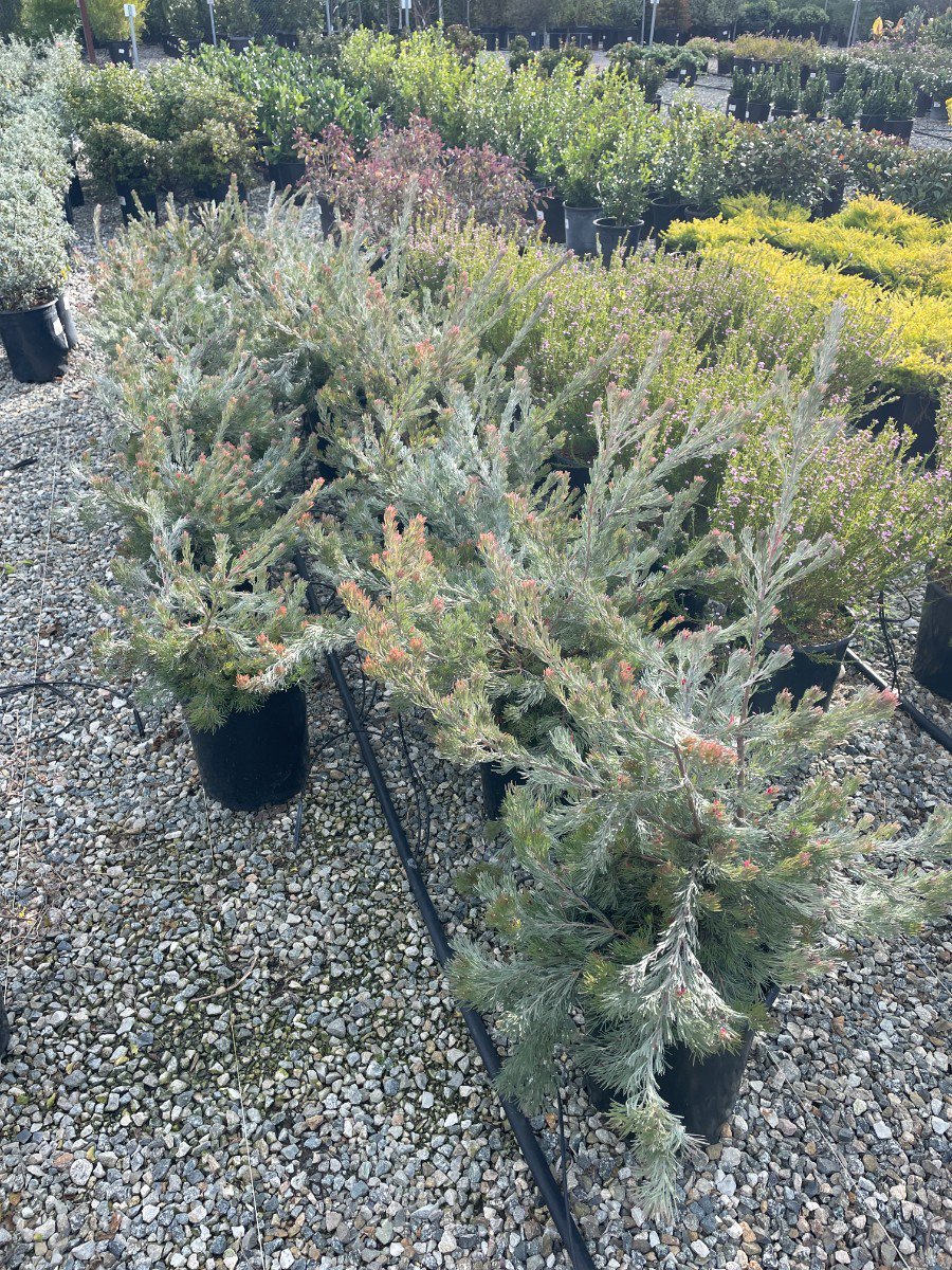 Photo for Adenanthos 'Silver Haze' (Silver haze woollybush)